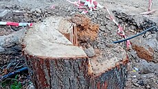 �ást obyvatel Hrd�jovic nesouhlasí s kácením lip podél opravované T�ínské...