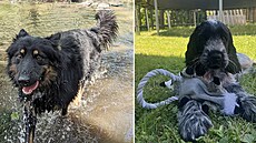 Nejroztomilej�í mazlí�ci srpna vyhráli kvalitní krmivo a hra�ky od zna�ky...