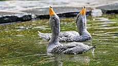 Dv� kachyn� parníkové dostaly jména Vltava a Vy�ehrad. Do expozice tu��ák�...