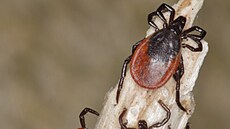 Na fotografii je vidt rozdíl mezi samcem a samicí.