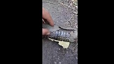 Ruský voják pemítá nad nastraenou ukrajinskou minou maskovanou jako poleno....