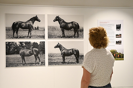 Výstava v Muzeu KromÄř­žska představuje chov moravsk©ho teplokrevn­ka