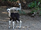 Jihlavsk zoologick zahrada se v minulm tdnu dokala hned dvou mlat od...