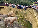 Prvn mld takina narozen v plzesk zoo se jmenuje Born