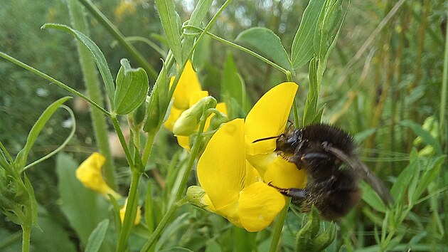 �mel�k prom�nliv� (Bombus humilis)