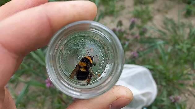 Odm�nou je v�skyt te� u� 14 pozorovan�ch druh� �mel�k�.