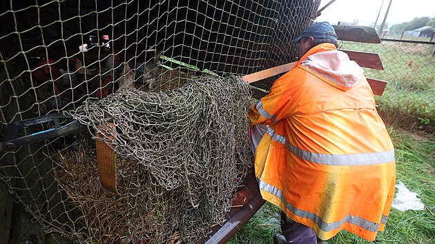 Jeden z obyvatel esk Vsi na Jesenicku narychlo odv slepice z domu, kter...