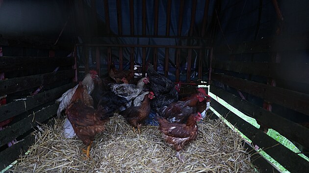 Jeden z obyvatel esk Vsi na Jesenicku narychlo odv slepice z domu, kter...