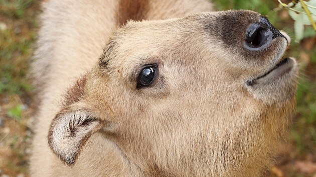 Vzcn mld takina nskho se v plzesk zoologick zahrad narodilo letos v ervnu. Sameek dnes dostal jmno Born. (12. z 2024)