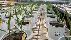 Hnojiva postupn uvolující iviny testují na Mendelov univerzit s kukuicí...