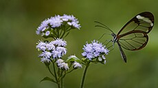 Greta oto ije v tropické Americe.