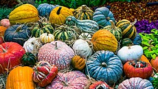 O vít�zi mezi nejpodivn�j�ími tykvemi rozhodnou hlasováním samotní náv�t�vníci.