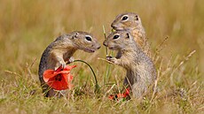 Sysel je zimní spá. A v sezon ho lze vidt teba v Mladé Boleslavi na letiti.