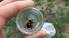 Odm�nou je výskyt te� u� 14 pozorovaných druh� �melák�.