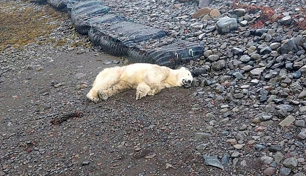 Na Islandu se po letech objevil lední medvěd. Policie  ho zastřelila