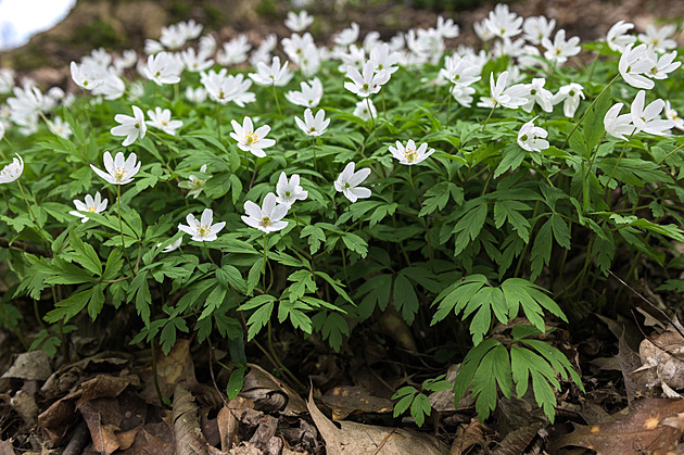 Květiny jarního lesa vás nadchnou, a mnohé si můžete přenést do zahrady