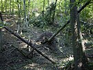 Povodn� nap�chaly velk� �kody i v les�ch. Na sn�mku Mari�nsk� �dol� v Brn�....