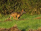 Vlky pobl pastvin v okol Krlickho Snnku, kde elma roztrhala tele,...