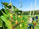 Na chmelnici je celkem 144 rostlin �esti r�zn�ch druh�. Na�esan� chmelov� �i�ky...