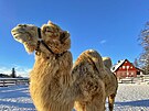 Velbloud Bak na archivn�m sn�mku ze zimy roku 2022.