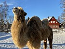 Velbloud Bak na archivn�m sn�mku ze zimy roku 2022.