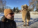 Velbloud Bak na archivn�m sn�mku ze zimy roku 2022.
