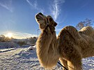 Velbloud Bak na archivn�m sn�mku ze zimy roku 2022.