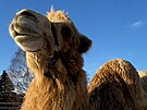 V Jizerk�ch n�hle uhynul obl�ben� velbloud