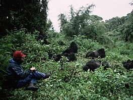 Skupina goril horskch v poho Virunga ve Rwand studovan tmem americk...