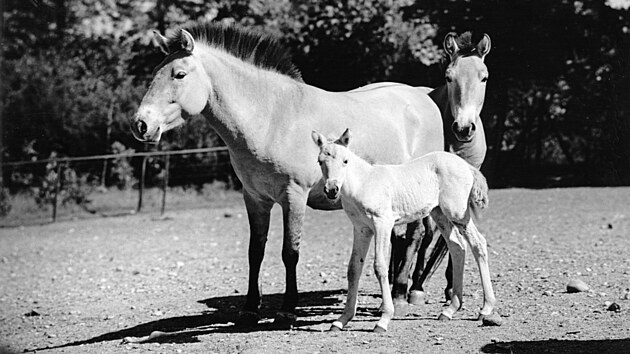 Zoo Praha a kůň Převalského. Spojení, které vyvrcholí velkou oslavou - iDNES.cz