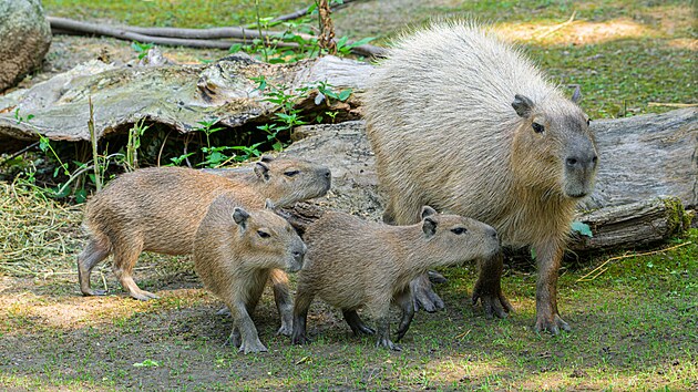 Ml��ata kapybar se v Zoo Praha t�� velk� oblib� n�v�t�vn�k�. Jejich rodi�e Kap�k a B�ra ji� jm�na maj�, av�ak jm�na leto�n�ch troj�at zoo teprve odtajn� b�hem v�ro�n� slavnosti 28. z��� v 15 hodin.