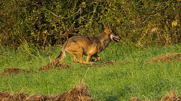 Vlky pobl pastvin v okol Krlickho Snnku, kde elma roztrhala tele, vyfotografoval nhodn pozorovatel.