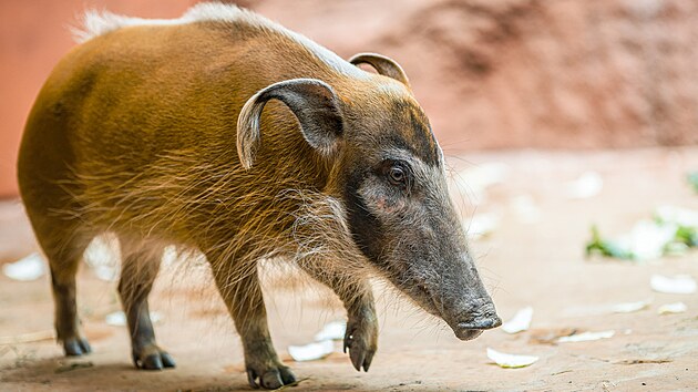 �t�tkoun africk� - Pra�sk� zoo m� nyn� chovn� p�r (20. z��� 2024)