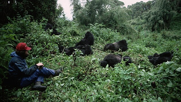 Skupina goril horskch v poho Virunga ve Rwand studovan tmem americk zooloky Dian Fosseyov.