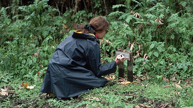 Americk zooloka Dian Fosseyov v oblasti vzkumn stanice goril horskch v poho Virunga ve Rwand