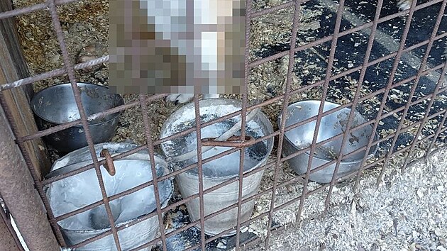 Psi nemli dostatek vody, napklad vzimnch mrazech mli vodu vkblech zcela zamrzlou, a pt se tak snaili olizovnm ledu vkbelcch.