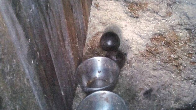 Vnkterch kotcch chybly boudy, zzem vpodob napklad podestlky zpilin a nebylo zajitno pravideln odstraovn psch vkal.