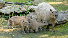 Mlá�ata kapybar se v Zoo Praha t�í velké oblib� náv�t�vník�. Jejich rodi�e...