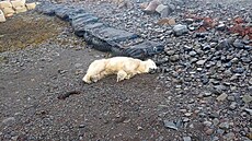 Islandská policie zastelila ledního medvda, který je na severoevropském...