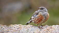 Pvuka podhorní, nenápadná vzhledem, naprosto fascinující svým  podle naich...