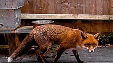 Li�ky jsou v Londýn� pova�ovány za hav�, proto�e d�lají nepo�ádek a rozhazují...