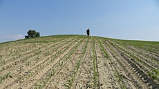 Kuku�ice je erozn� nebezpe�ná plodina, proto�e má �ádky daleko od sebe a p�da...