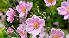 Sasanka plstnatá, jeden z podzimních druh�, které vám pokvetou a� do �íjna...