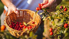 �ípky trhejte ideáln� za slune�ného po�así. Holé ruce nejsou problém, ale...