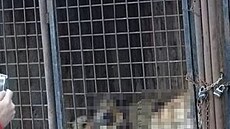 Zvata tak postrdala dostaten fyziologick pohyb a pirozen kontakt mezi sebou. Chovan psi tm byli vystaveni znanmu psoben stresovch vliv a psychickho strdn, co vedlo kjejich frustraci aporuchm chovn.