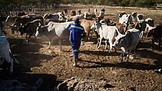 Zem�d�lci se sna�í obnovit vyprahlé pastviny, aby zabránili dopad�m sucha na...