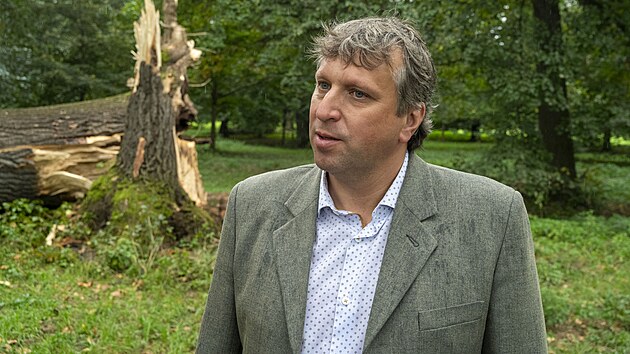 Vrazn pokozen platanu zpsobilo vyvrcen vedlejho jasanu po nedvnch povodnch a nslednm podmen pdy v Podzmeck zahrad v Kromi. Na snmku je editel Arcibiskupskho zmku Ji Uhl. (z 2024)