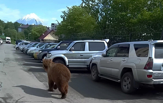 V ruském m�st� Petropavlovsk-Kam�atskij se mno�í hladoví medv�di. Obyvatelé tak...