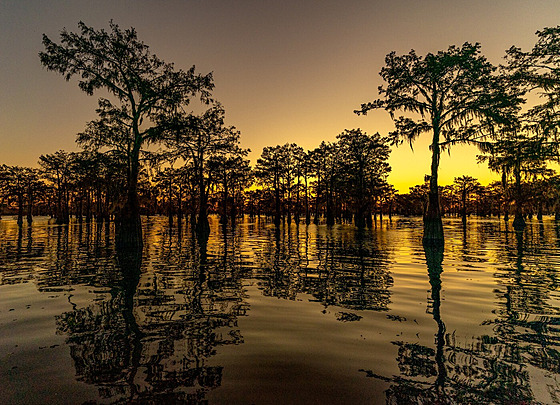 Cyp�i�ový les v oblasti Atchafalaya