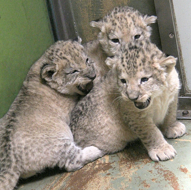 V hodonínské zoo se mají k svtu ti mláata lva berberského narozená 12. záí...